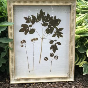 Botanical Framed Art