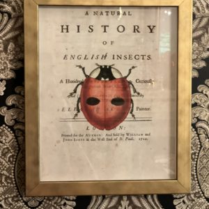 Ladybug On Titlepage